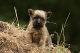 CAIRN TERRIER 386